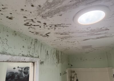Mold Remediation Brandon Florida