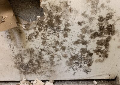 Mold Remediation Brandon Florida