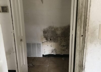 Mold Remediation Brandon Florida