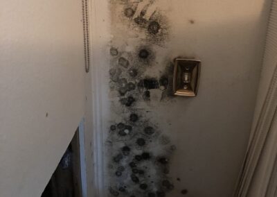 Mold Remediation Brandon Florida