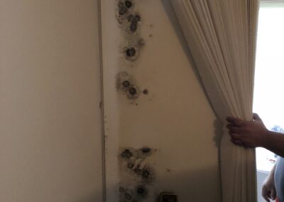 Mold Remediation Brandon Florida