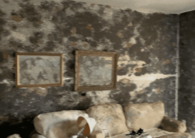 Mold Remediation Brandon Florida