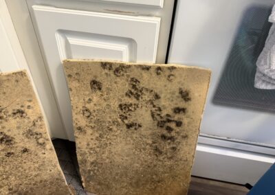 Mold Remediation Brandon Florida