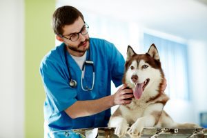 Mold Remediation For Animal Hospitals Mold Remediation For Animal Hospitals in Clearwater Florida